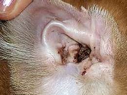 are ear mites contagious to other dogs