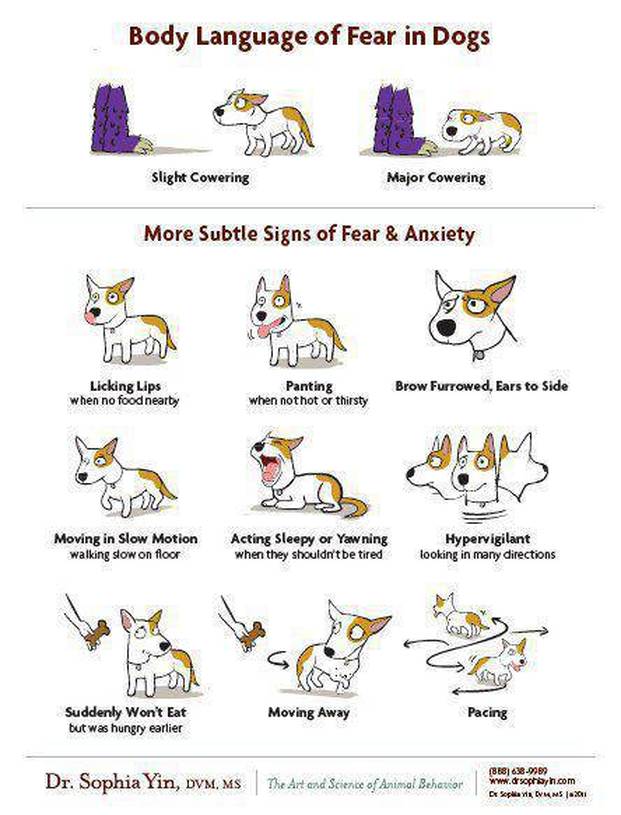dog ear language