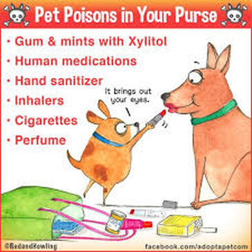 is anti frezze bad for dogs