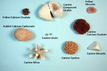 canine kidney stones