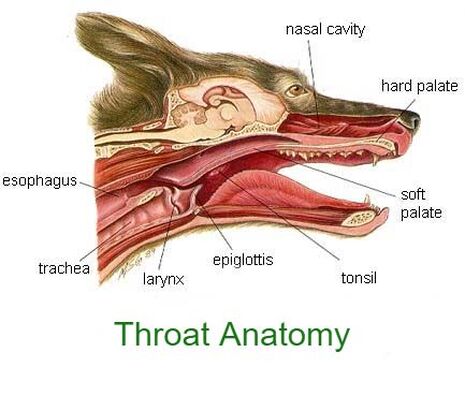 Laryngeal Paralysis - Meadows Veterinary Clinic of East Peoria