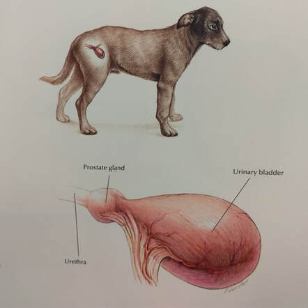 can dogs pass bladder stones